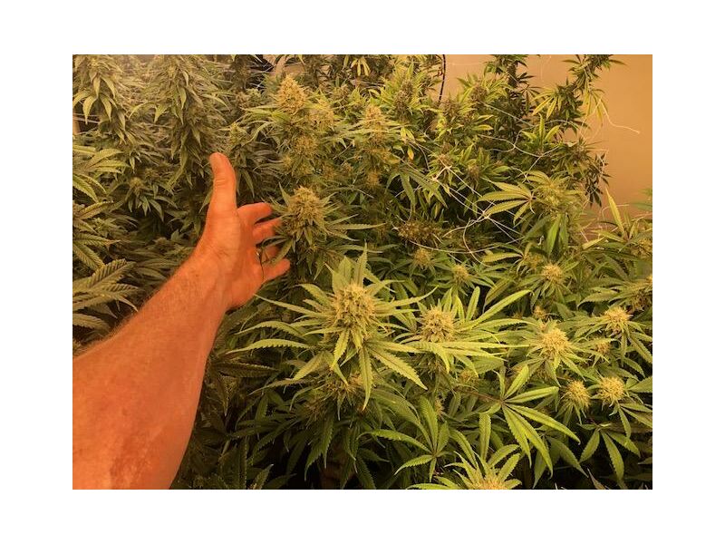 Ghost of NY, Фасовка: 3, изображение 3